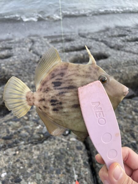 綺麗なカワハギ