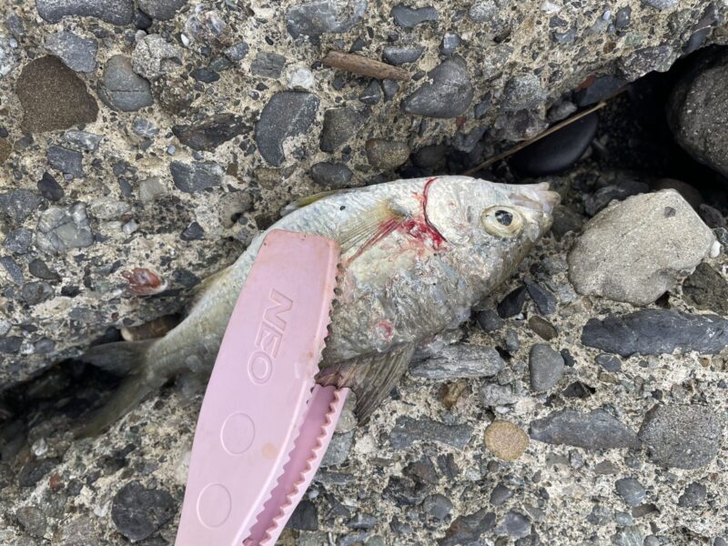 こちらも嬉しいゲスト。魚種が豊富で飽きません