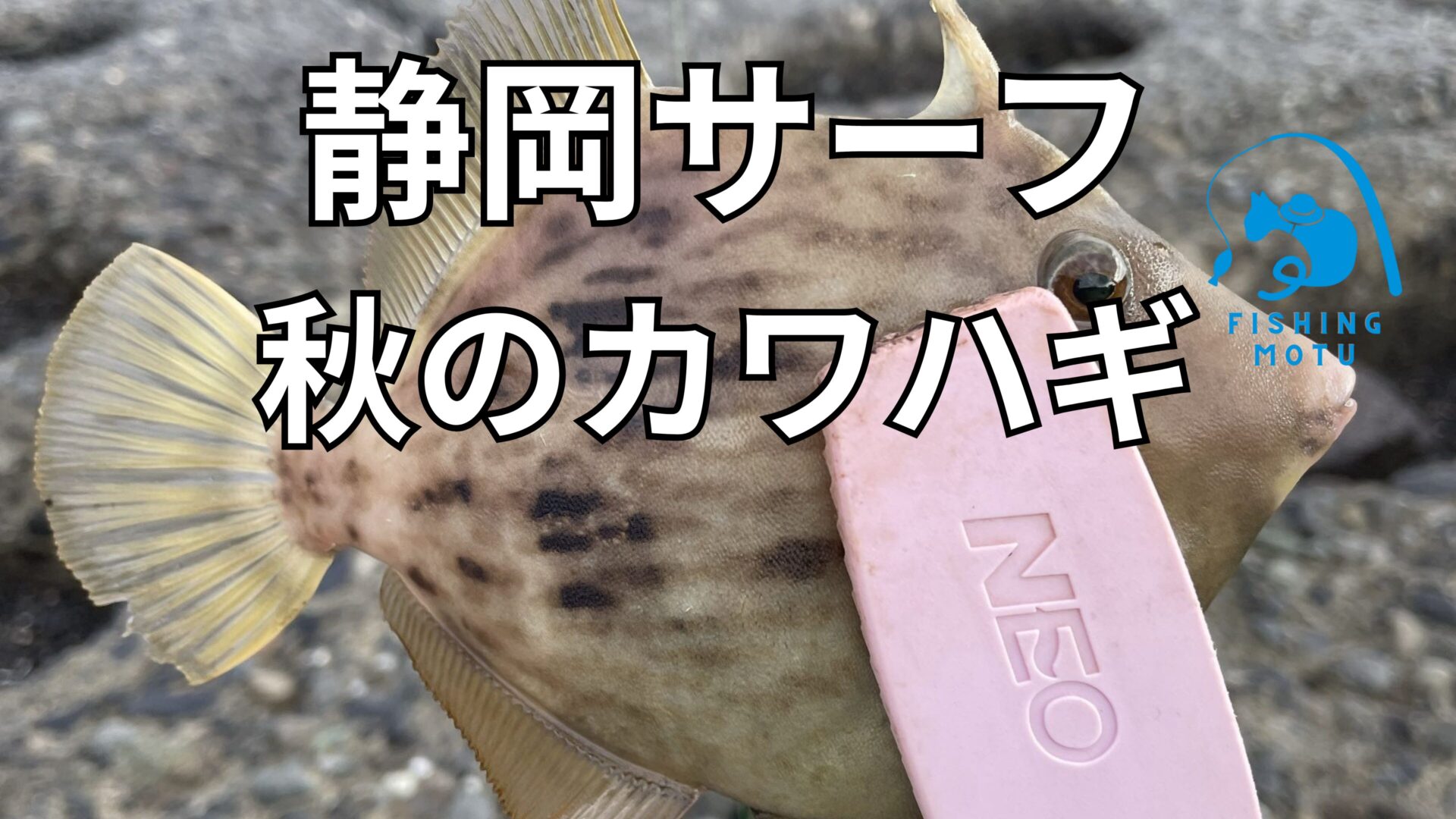 静岡サーフ 秋のカワハギ